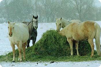 Horses eating Hay