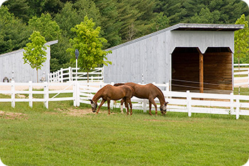 Horse Pasture