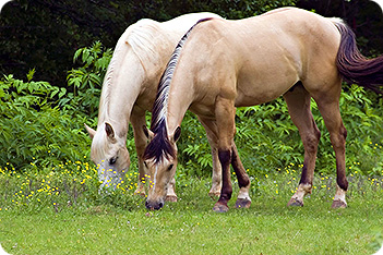 Horse Picture