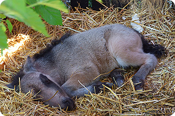 Foaling Box