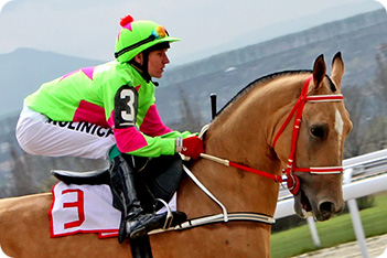 Akhal-Teke Horse