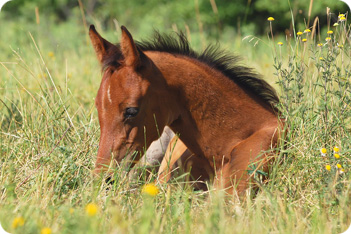 Horse Picture