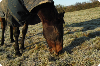 Horse Picture